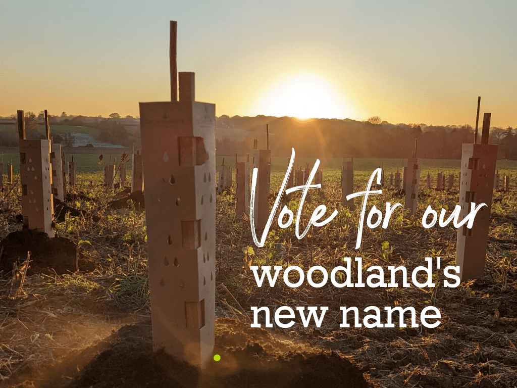 Vote for the name of our new woodland