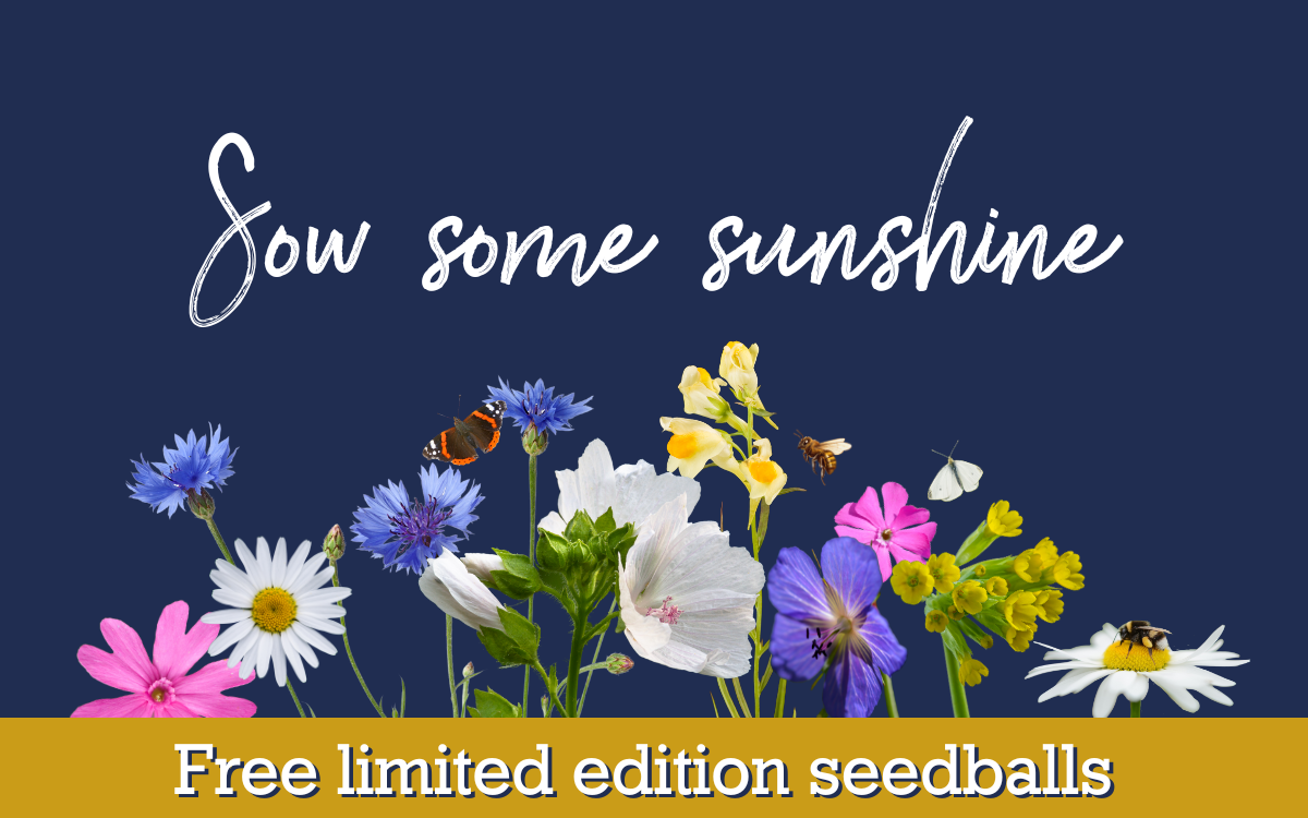 Sow some sunshine this spring